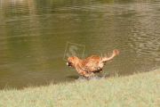 picture-0081