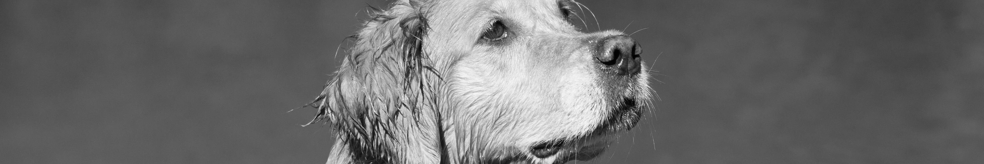 CH Herma Ness Fearless Flann