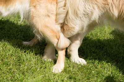 tingledales_pfoten_f_Pfoten