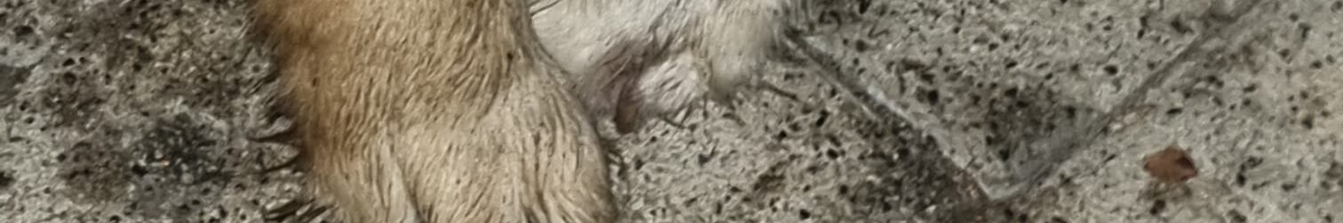 Tingledales_G-Wurf_1_031221