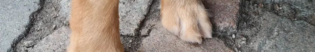 Tingledales_H-Wurf_250922