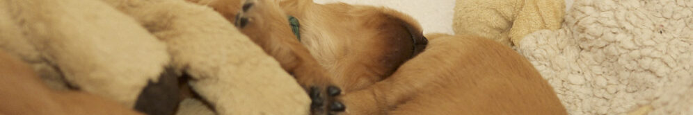 Tingedales I-Wurf 23.02.2025