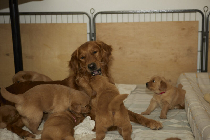 Tingledales I-Wurf 12.03.2025