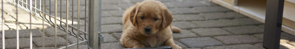 Tingledales I-Wurf 21.03.2025